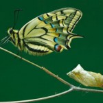  - mariposa-150x150
